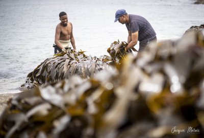 Pearls of the West Coast